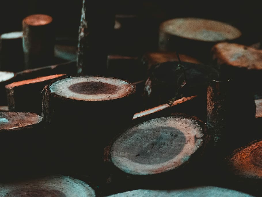brown tree log, tree trunk lot, wood, grain, woodland, old, indoors HD wallpaper