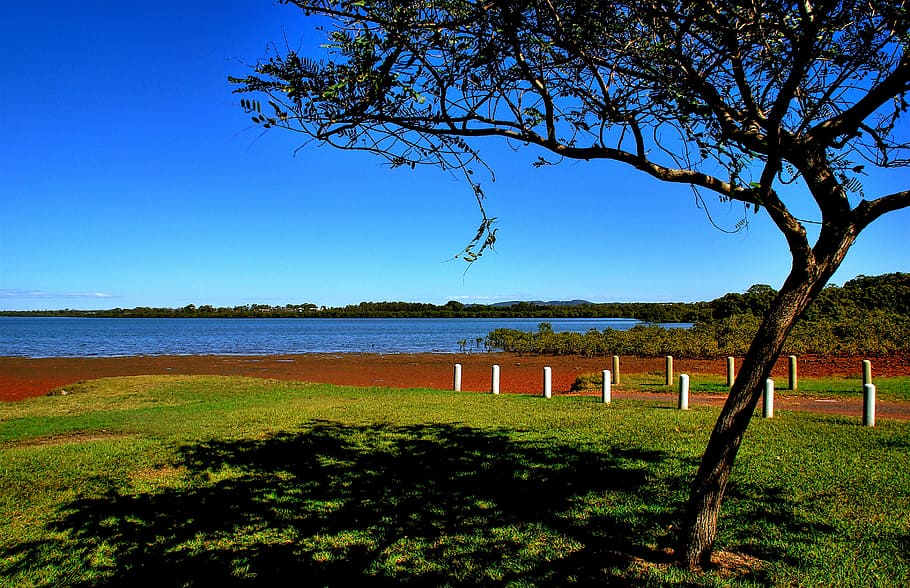 tree, grass, seaside, coastline, water, shoreline, ocean, beach HD wallpaper