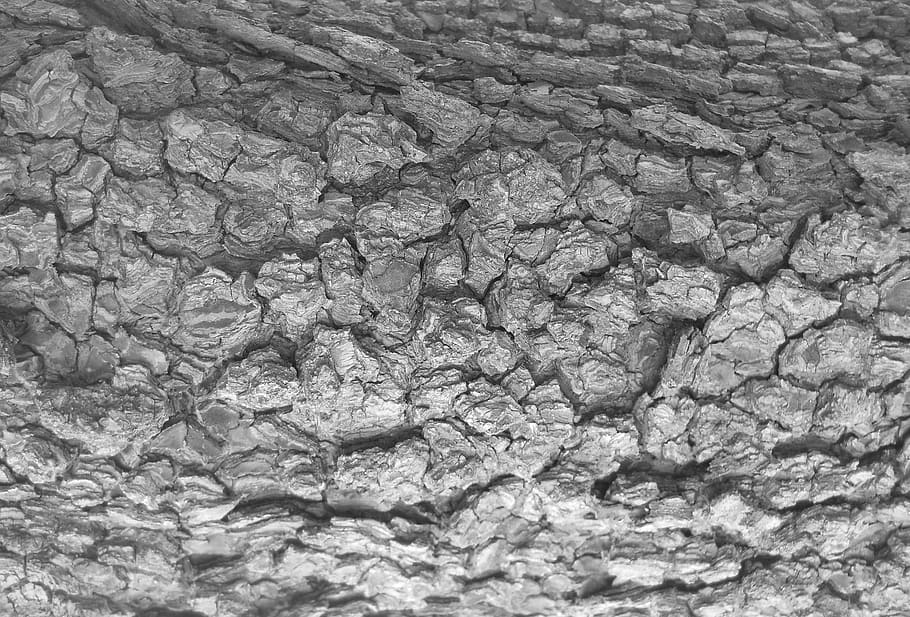 tree bark, texture, black and white, black white, backgrounds HD wallpaper