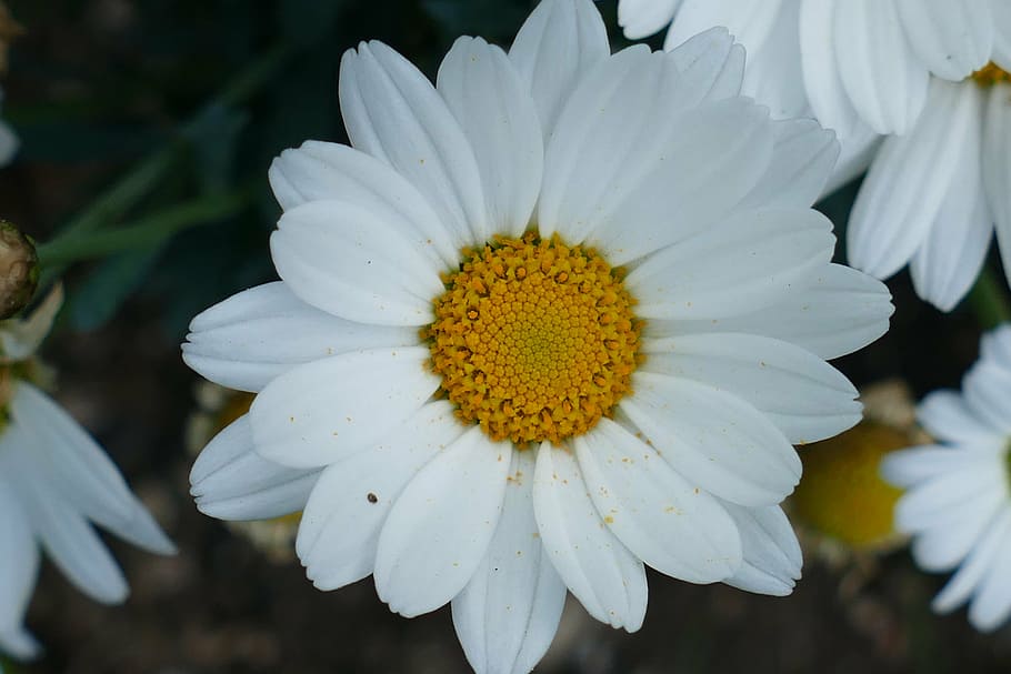 close, margarite, flower, plant, garden, spring flowers, flower garden