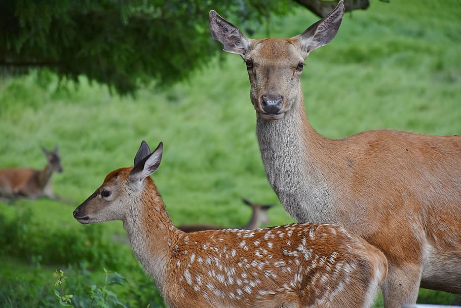 close up photo of two deer, roe deer, kitz, young, dam, suckle HD wallpaper