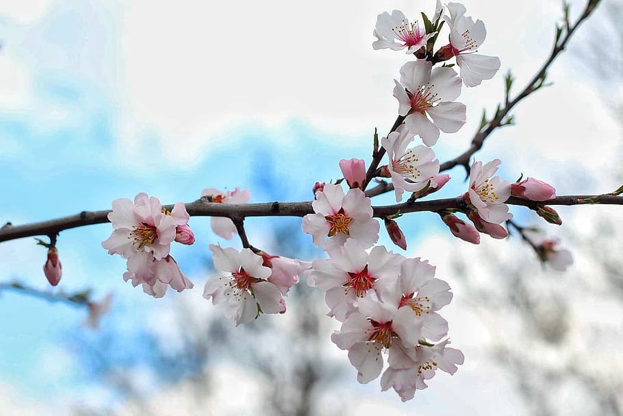 white-and-pink petaled flowers, spring, spring flower, spring flowers HD wallpaper