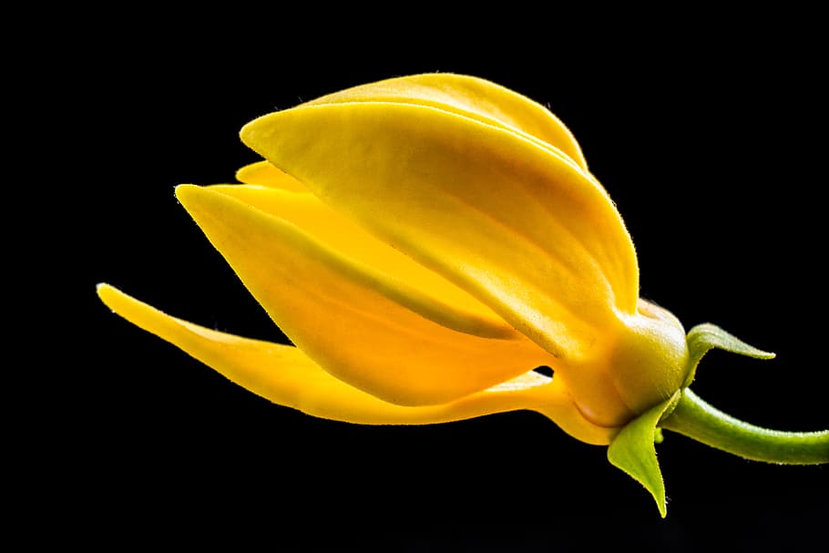 blossom, bloom, flower, yellow, close, flowering plant, fragility HD wallpaper