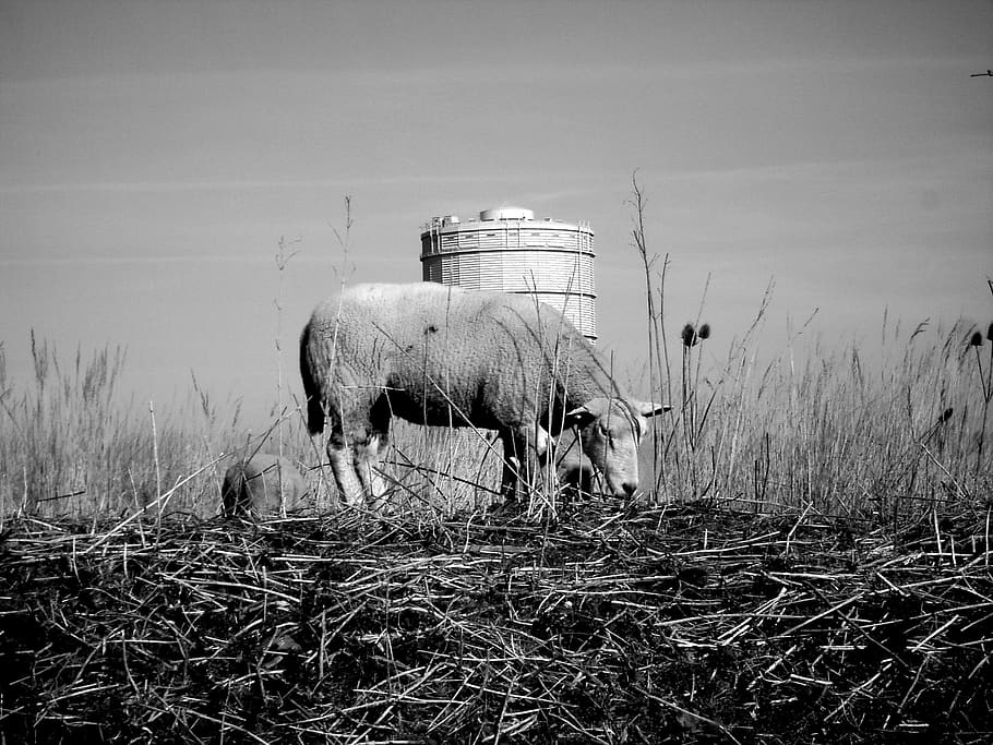 sheep, water tower, grass, domestic animals, mammal, livestock HD wallpaper
