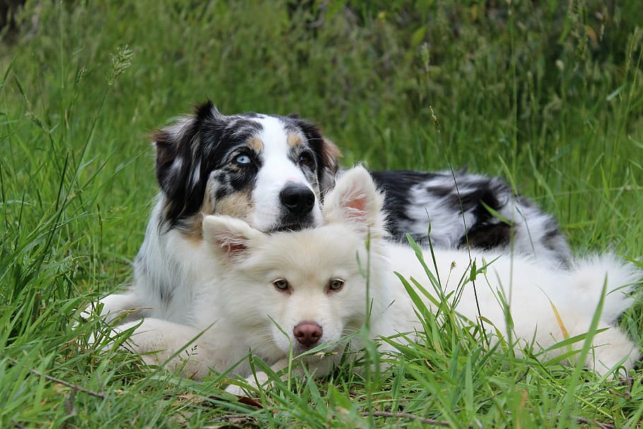 white American eskimo puppy and tricolor merle Australian shepherd dog