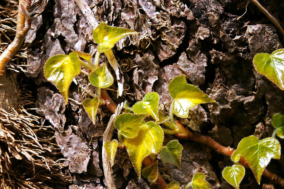 tree, tree bark, log, nature, tribe, wood, close up, structure HD wallpaper