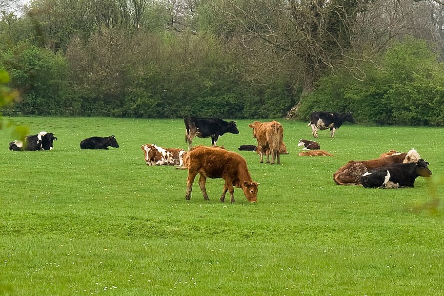 cattle, cow, cows, herd, animal, animals, pasture, grass, farm HD wallpaper