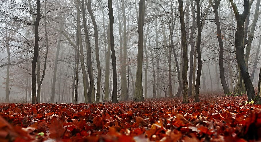 landscape photography of bare trees, autumn, nature, forest HD wallpaper