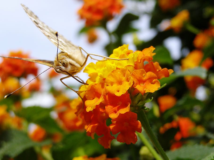 butterfly, diestel falter, lantana, nature, yellow, flowering plant, HD wallpaper