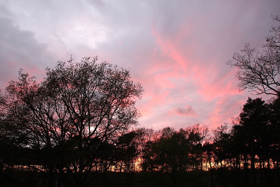 evening sky, sunset, afterglow, trees, weather mood, beauty in nature HD wallpaper