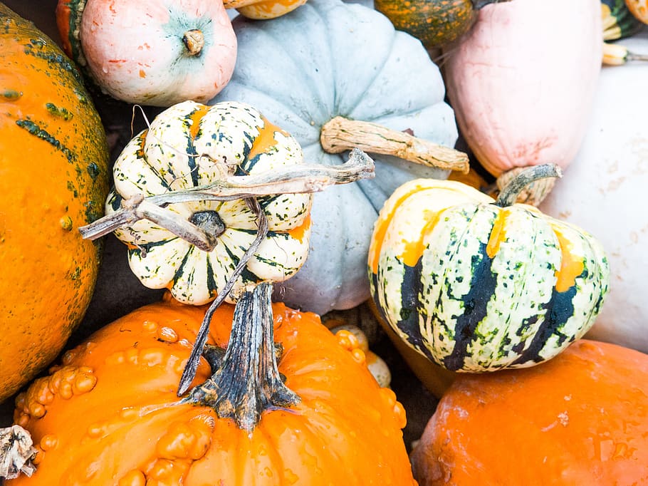 pumpkins, halloween, fall, autumn, food, food and drink, wellbeing HD wallpaper
