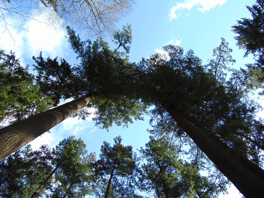 trees, sky, clouds, log, contrast, nature, plant, low angle view HD wallpaper