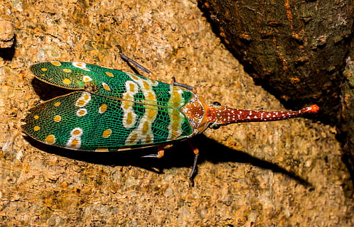 canthigaster cicada, fulgoromorpha, insect, proboscis, long HD wallpaper