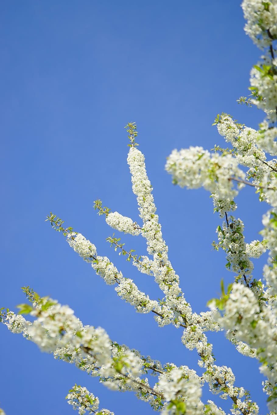 cherry blossoms, flowers, white, tree, flowering twig, branch HD wallpaper
