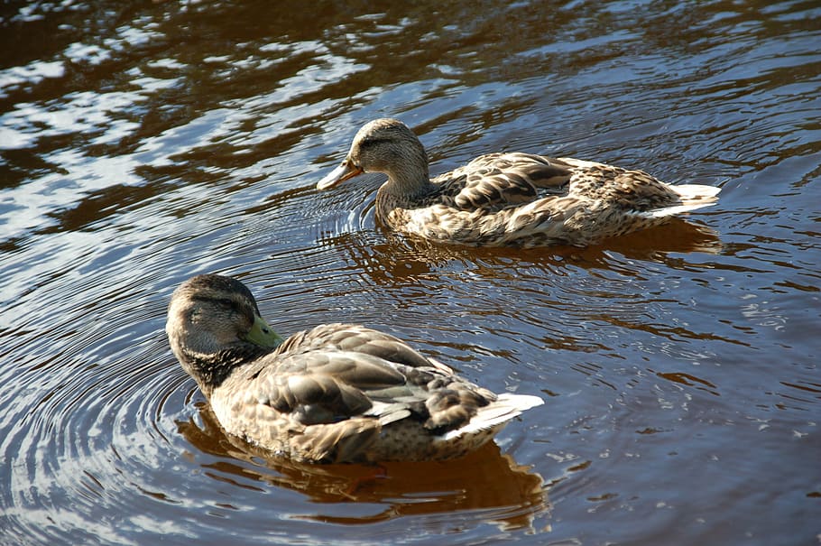 duck, ends, water, bird, oslo, norway, wash, spring, animal wildlife HD wallpaper