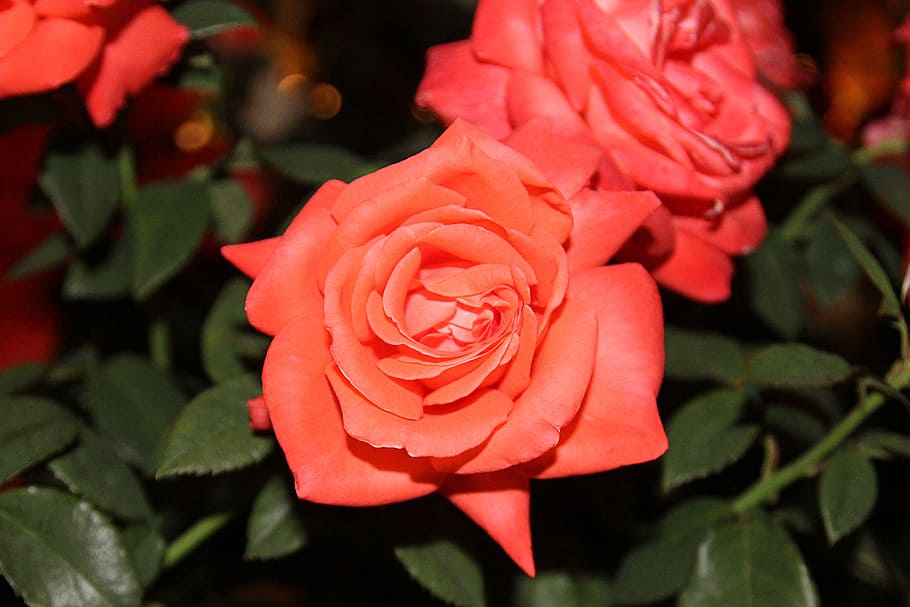 rose, flower, bloom, summer, plant, blooming, nature, orange HD wallpaper