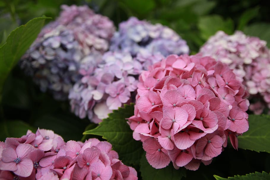 hydrangea, plant, flowers, flowering plant, fragility, vulnerability HD wallpaper