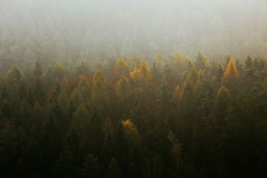 aerial view of green and yellow trees, landscape photography of tree covered terrain HD wallpaper