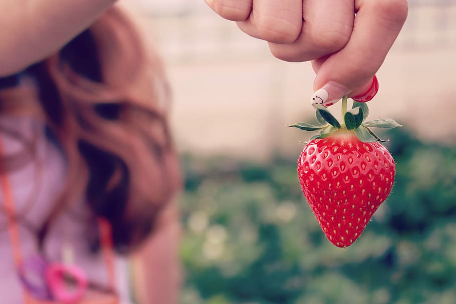 strawberry fruit in selective focus photography, holding, human Hand HD wallpaper