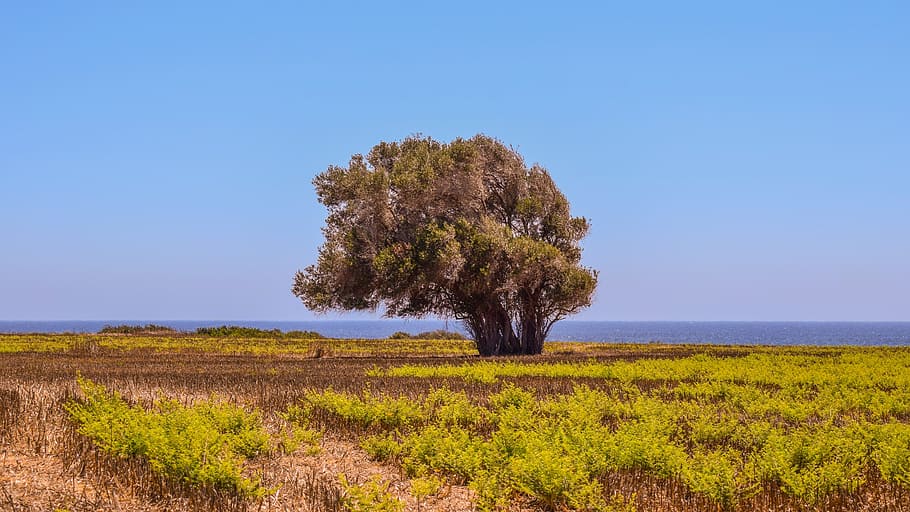 Tree, Field, Landscape, Horizon, mediterranean, nature, rural HD wallpaper