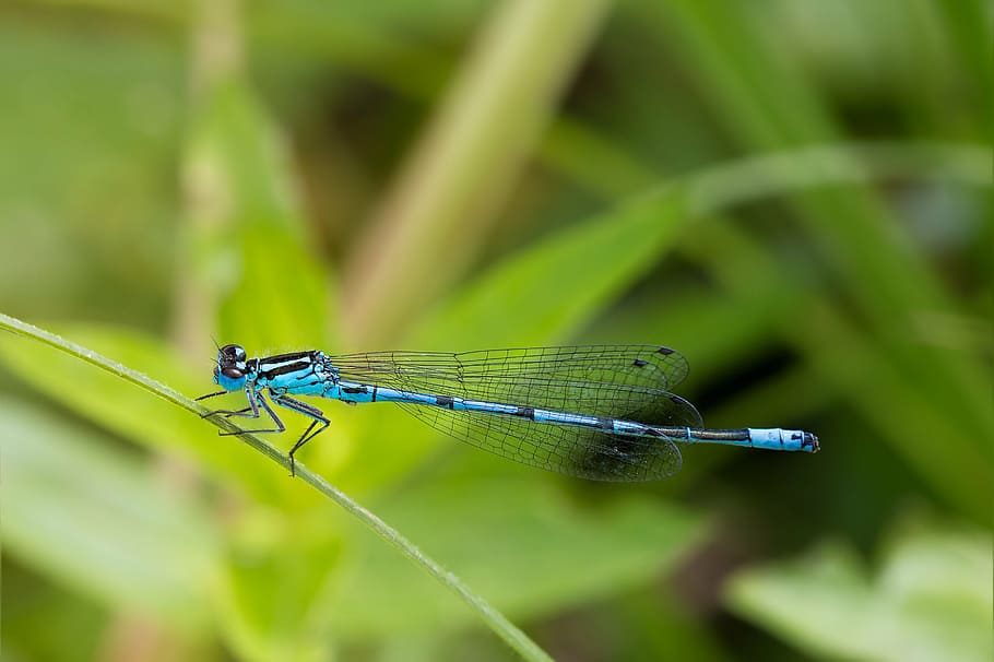 dragonfly, macro, close, insect, animal, blue dragonfly, macro photography HD wallpaper