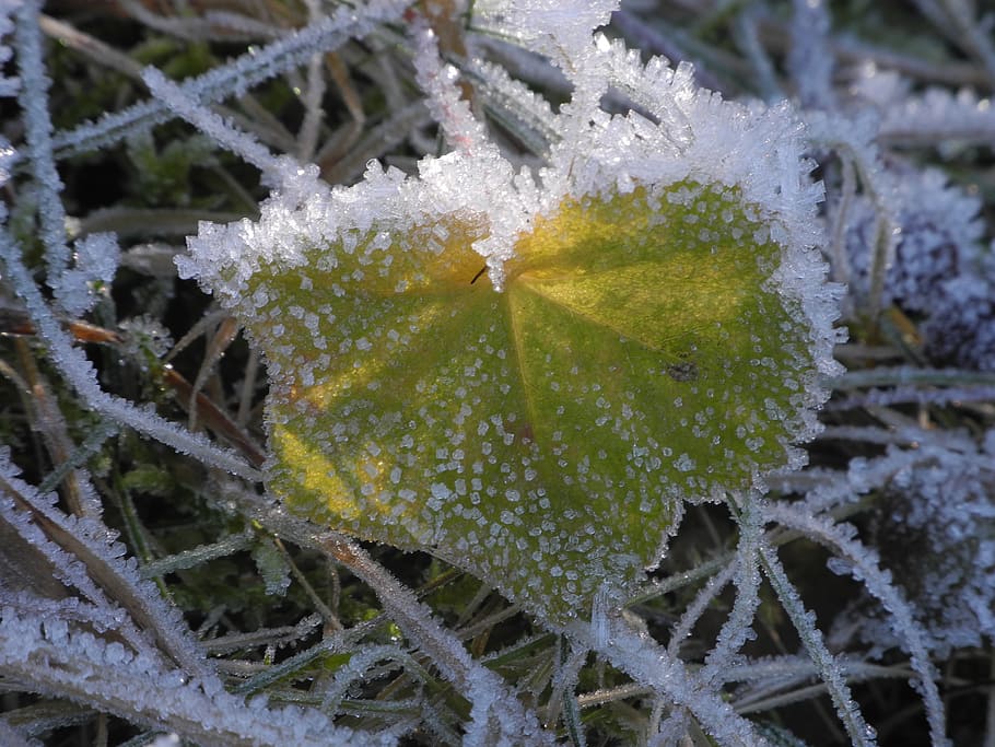 leaf, frozen, eiskristalle, cold, frost, ice, nature, winter HD wallpaper