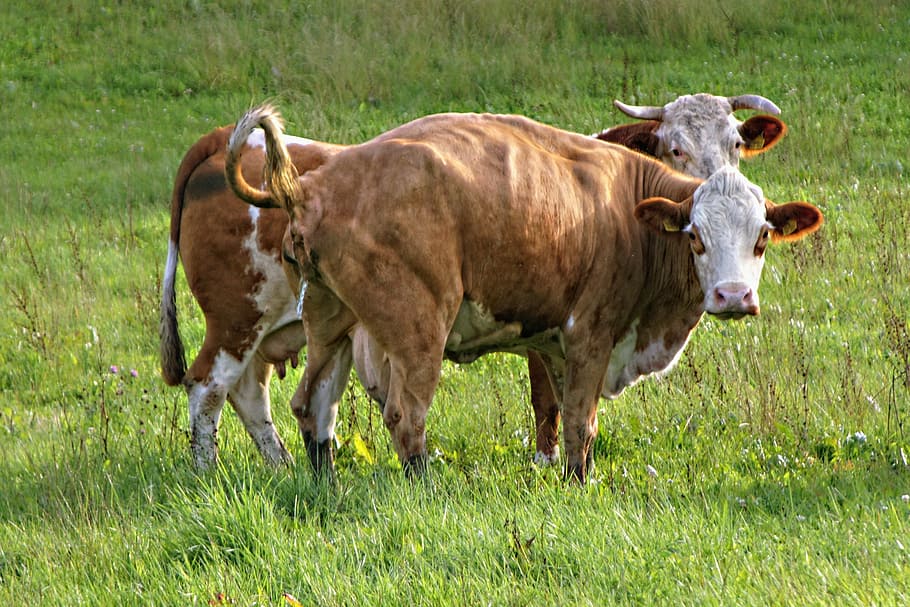 cows, animals, meadow, nature, grass, mammal, livestock, animal themes HD wallpaper