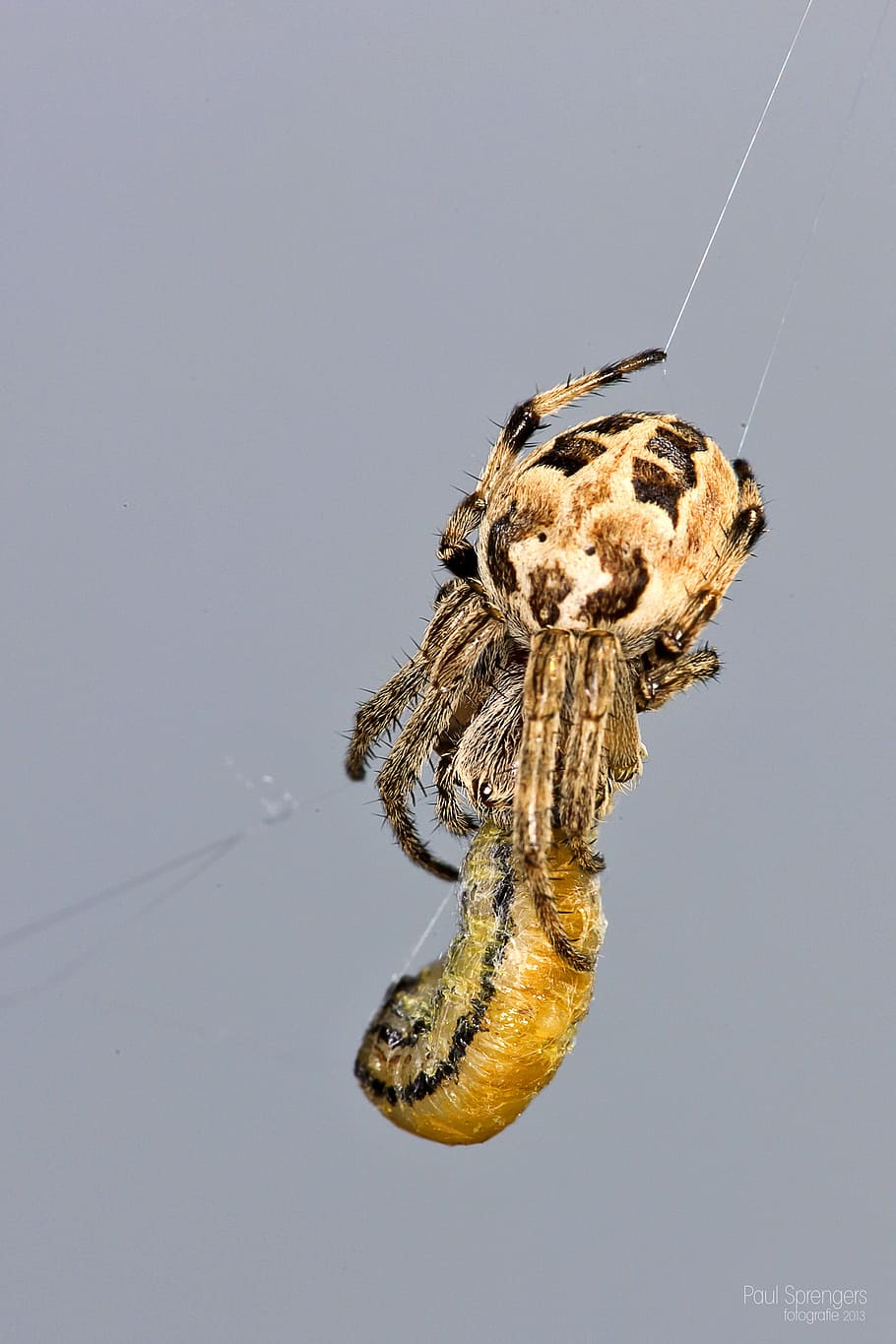 garden spider, spin, arachnida, bug, one animal, animal themes HD wallpaper