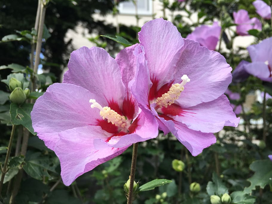 pink, order, name unknown, flowering plant, fragility, beauty in nature HD wallpaper