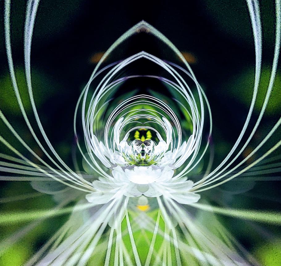 flower, nice, background, close-up, color, fanciful, symmetry HD wallpaper