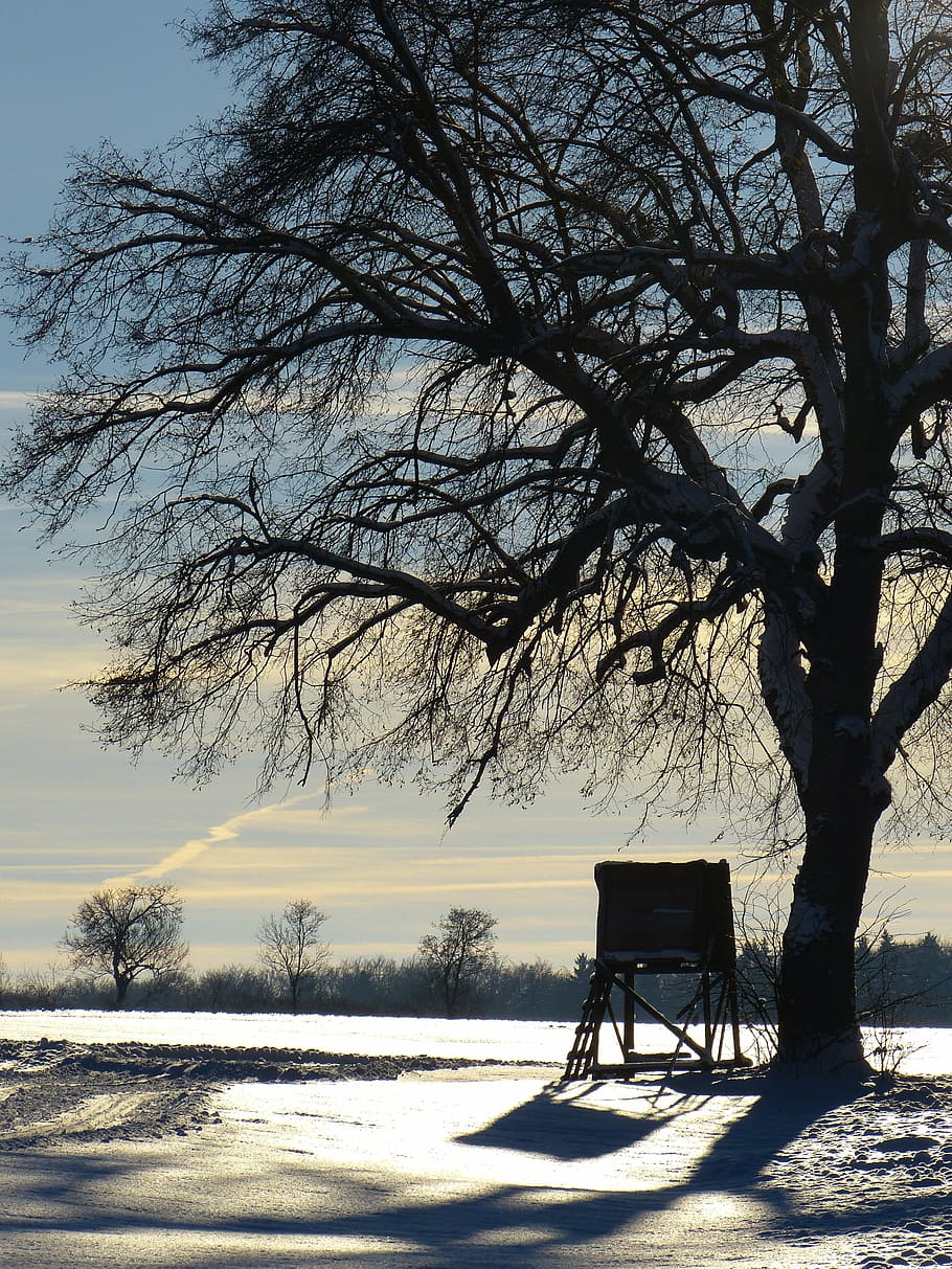 wintry, tree, away, evening, abendstimmung, snow landscape HD wallpaper