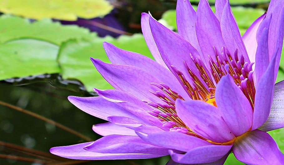 purple petaled flower, water lily, nuphar lutea, aquatic plant, HD wallpaper
