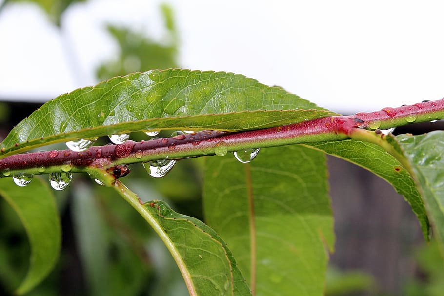 foliage, peach, rain, rain drops, nature, drop of rain, closeup HD wallpaper