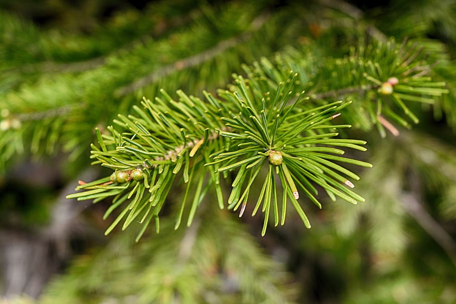 tree, coniferous tree, needle, nature, green color, plant, beauty in nature HD wallpaper