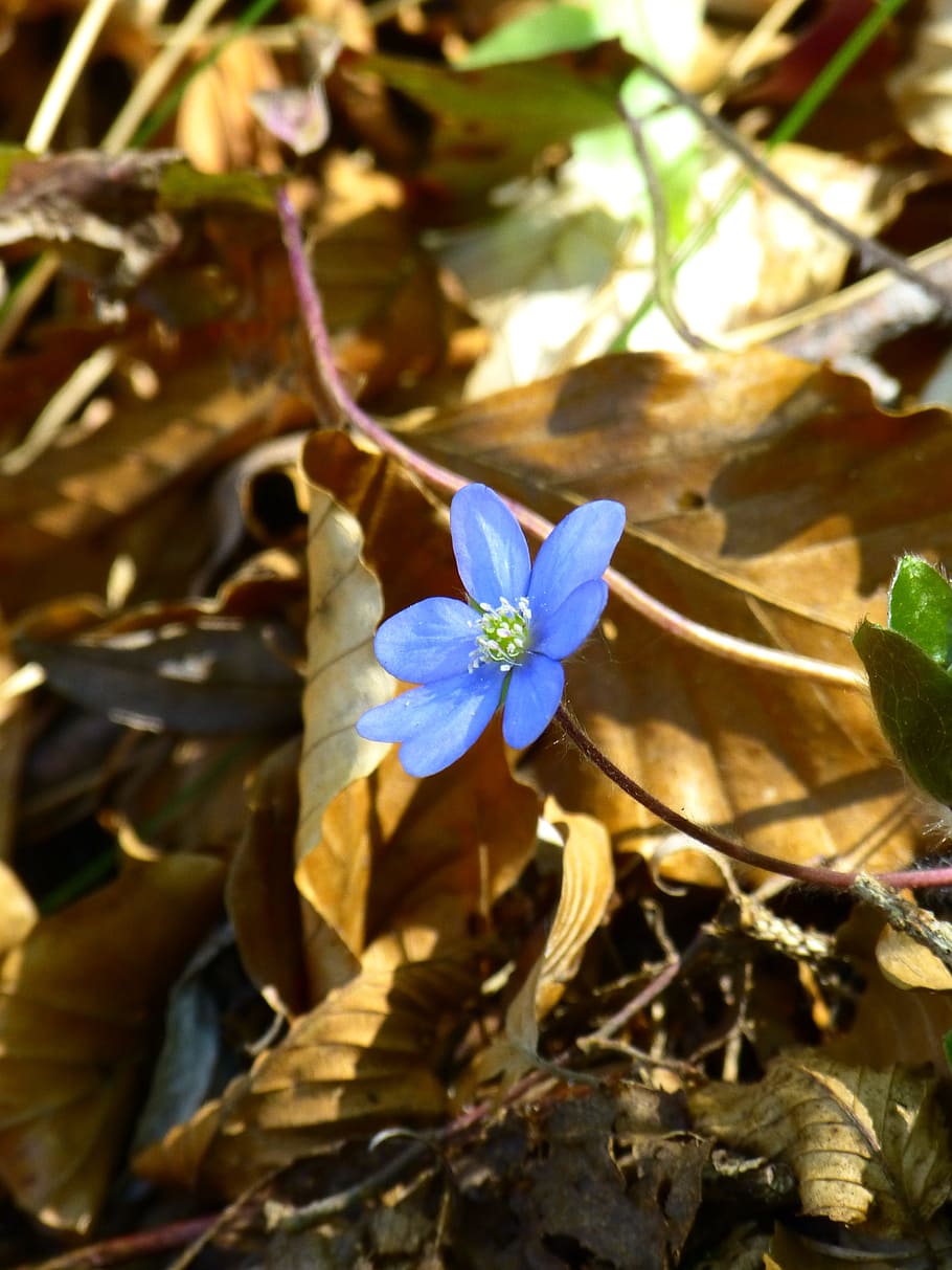 hepatica, flower, blossom, bloom, violet, purple, hepatica nobilis HD wallpaper