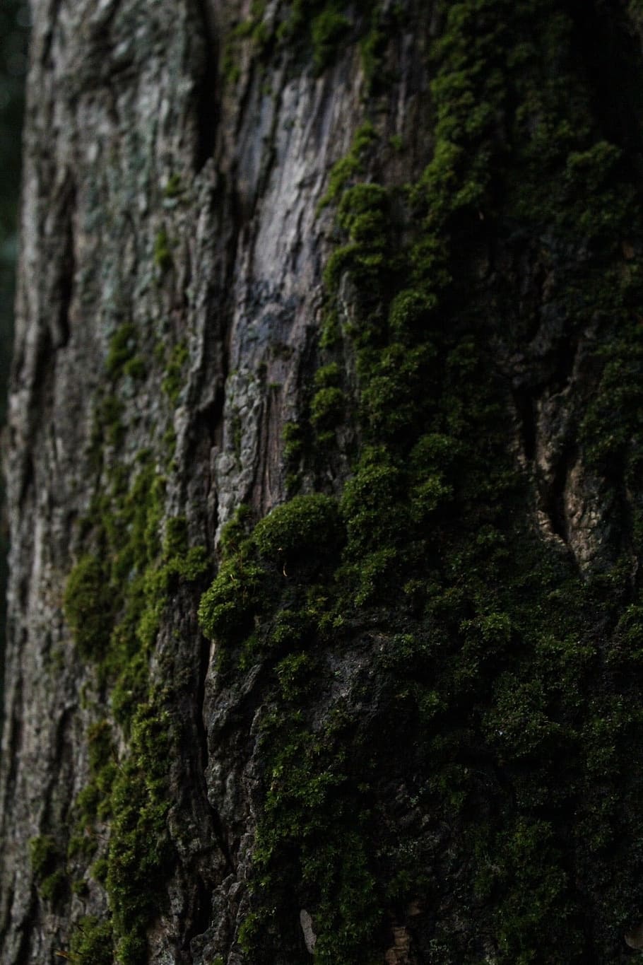 tree, foam, nature, plant, tree trunk, growth, textured, no people HD wallpaper