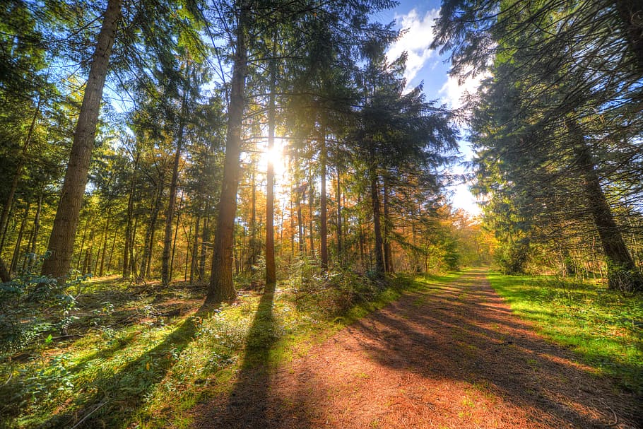 green leaf trees on sunrise, forest, shadow, yellow, nature HD wallpaper