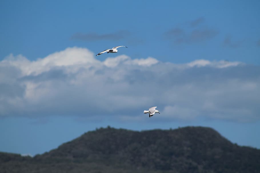 Birds, Flying, Seagull, Sky, airplane, air vehicle, mid-air HD wallpaper