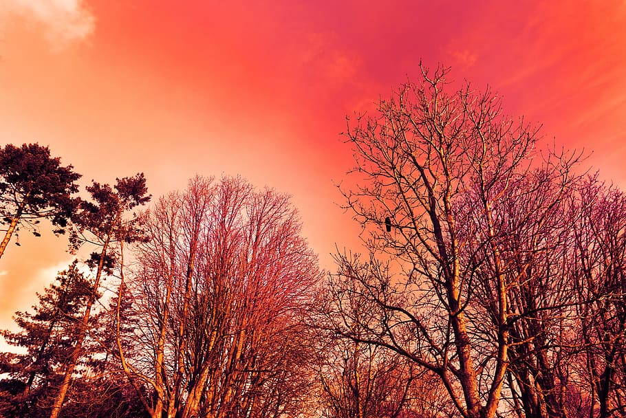 tree, tree top, branch, bare branch, winter tree, deciduous tree HD wallpaper