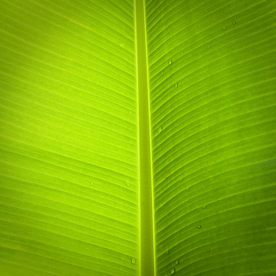 leaf, banana tree, green, plant part, green color, full frame, HD wallpaper