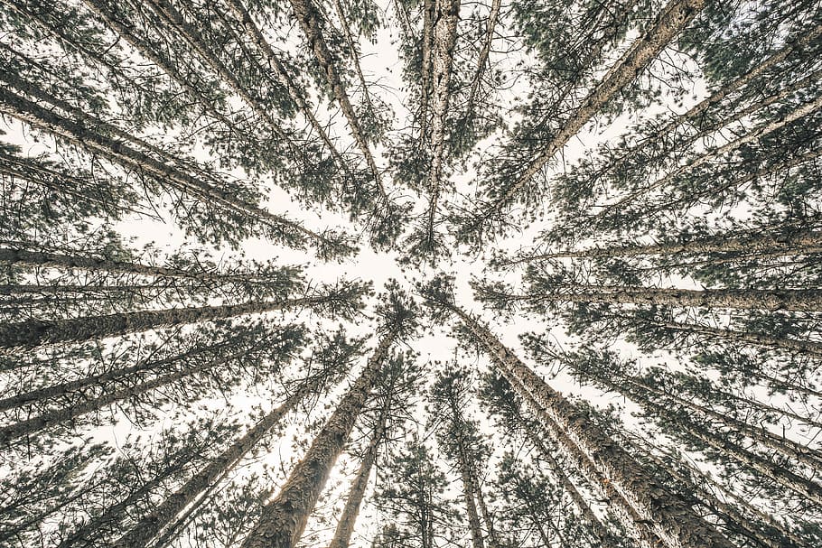 low angle photography of trees, gray trees from bottom, winter HD wallpaper