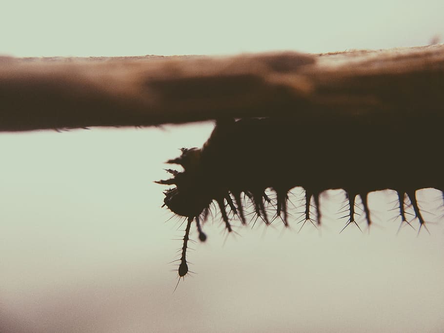 Black Catterpillar on Brown Branch, bug, caterpillar, crawling HD wallpaper