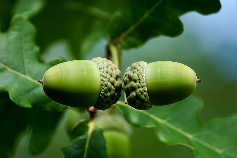 oval green fruits, acorn, tree, nature, oak fruit, genus, branch HD wallpaper