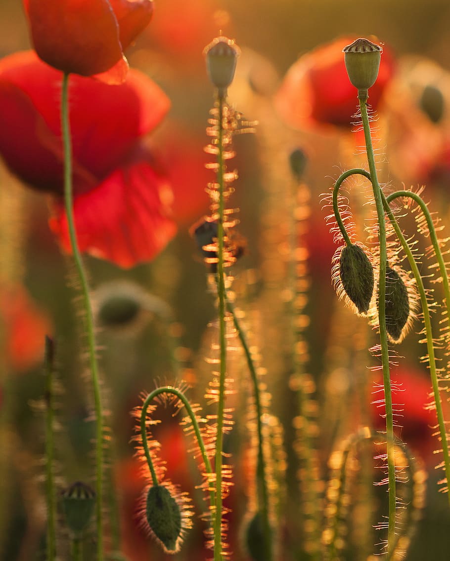 red flowers, detail, evening light, sunset, nature, colors HD wallpaper