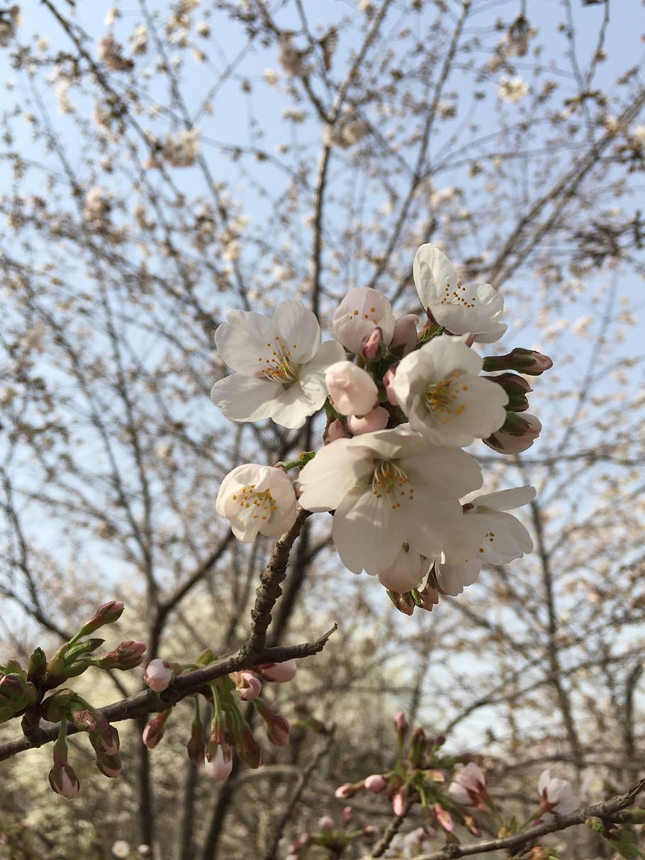 spring, cherry blossom, pink, plant, flower, flowering plant HD wallpaper
