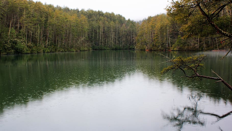 water, nature, reflection, tree, plant, lake, tranquility, tranquil scene HD wallpaper