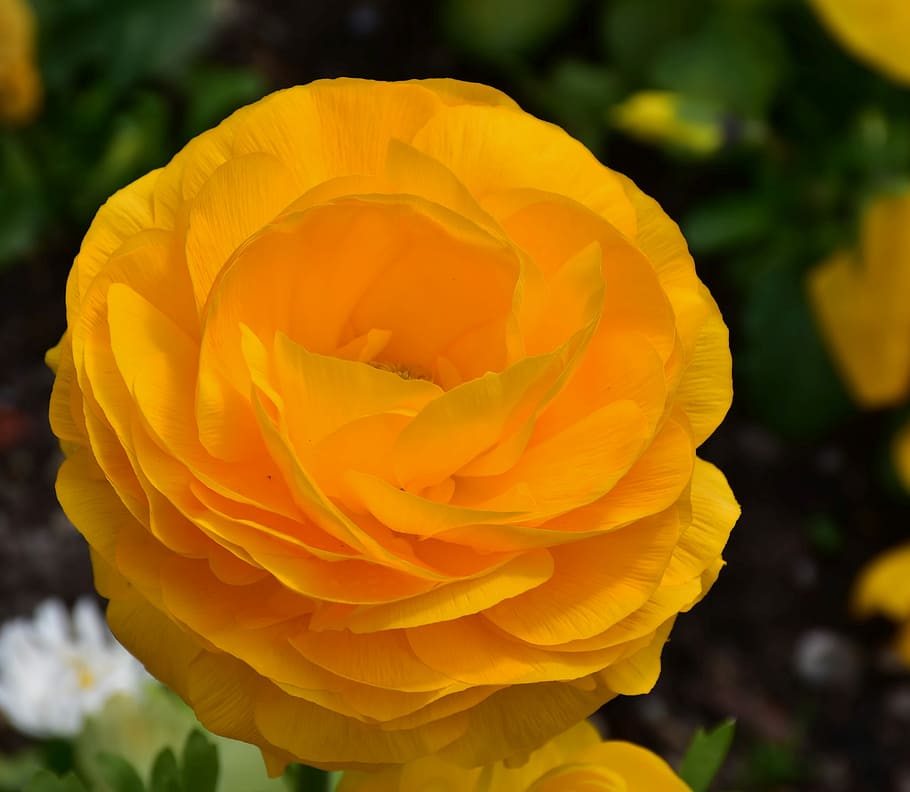 yellow ranunculus flower in bloom close-up photo, spring, nature HD wallpaper