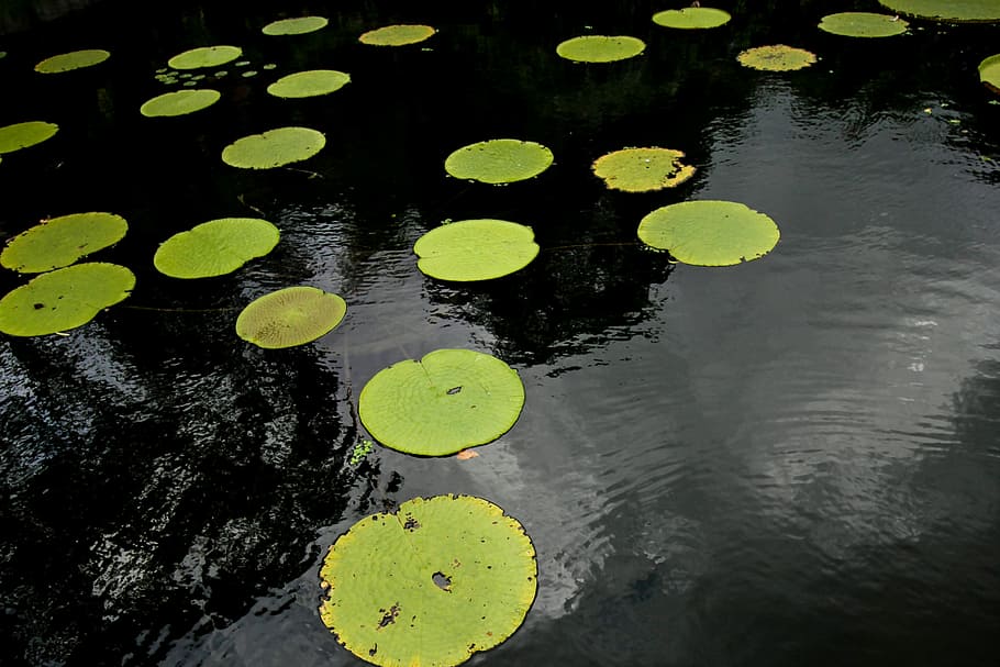water hyacinth on body of water, green lily pads on body of water HD wallpaper