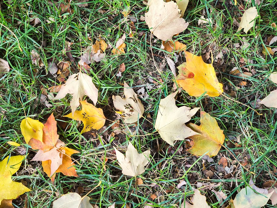 grass, ground, leaves, leaf, fall, autumn, land, field, plant part HD wallpaper
