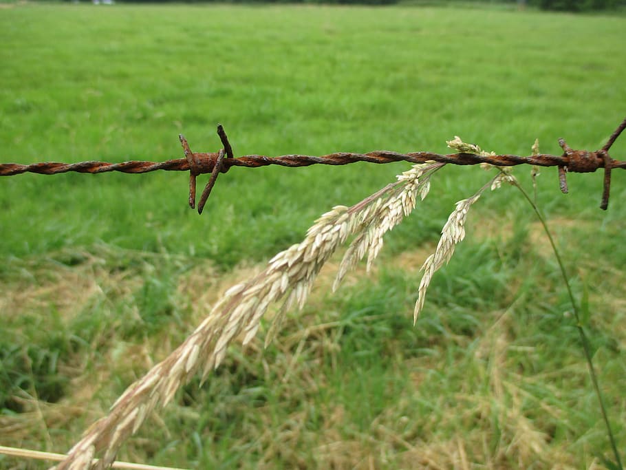 Barbed Wire, Grass, Meadow, Farm, landscape, wheat, stainless HD wallpaper